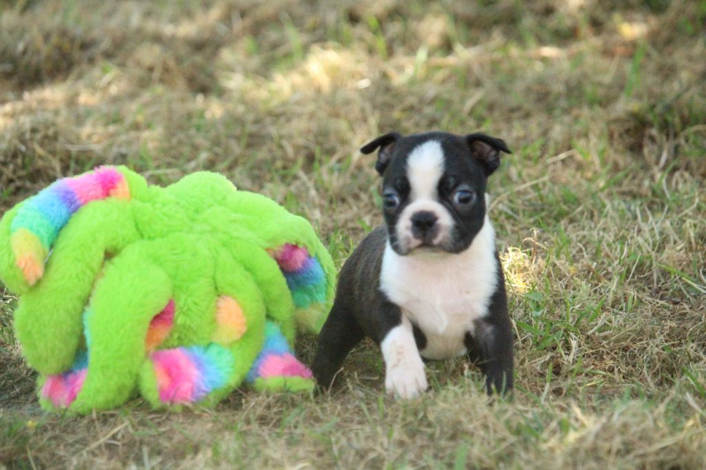 Good Choice's Select - Chiot disponible  - Boston Terrier