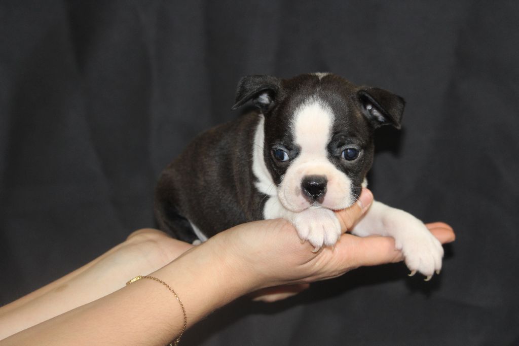 Good Choice's Select - Chiot disponible  - Boston Terrier