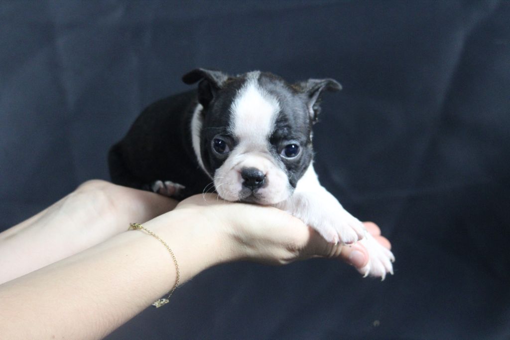 Good Choice's Select - Chiot disponible  - Boston Terrier