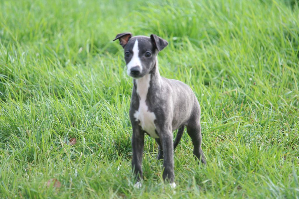 Good Choice's Select - Chiot disponible  - Whippet