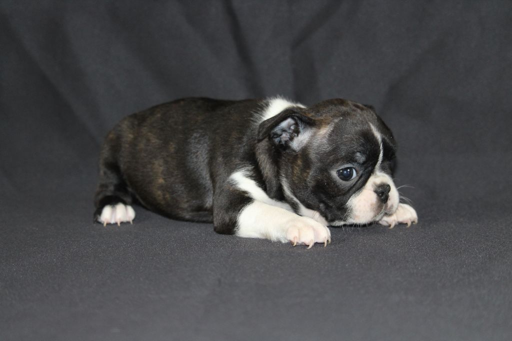 Good Choice's Select - Chiot disponible  - Boston Terrier