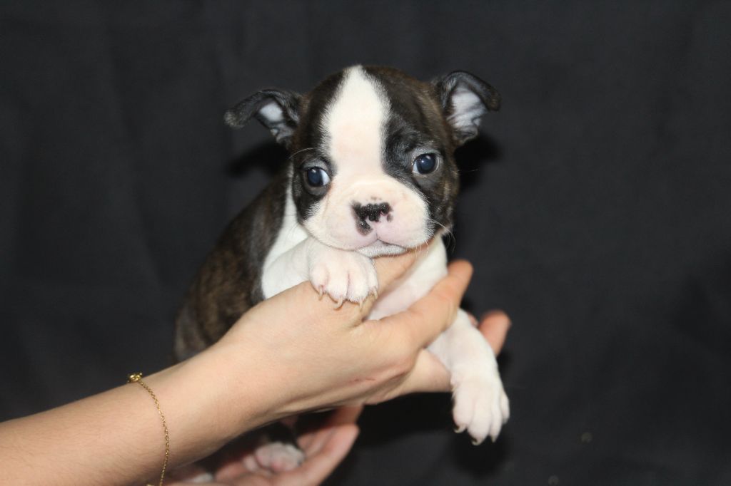 Good Choice's Select - Chiot disponible  - Boston Terrier