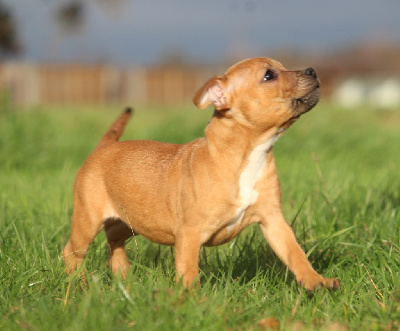 Good Choice's Select - Staffordshire Bull Terrier - Portée née le 10/09/2023