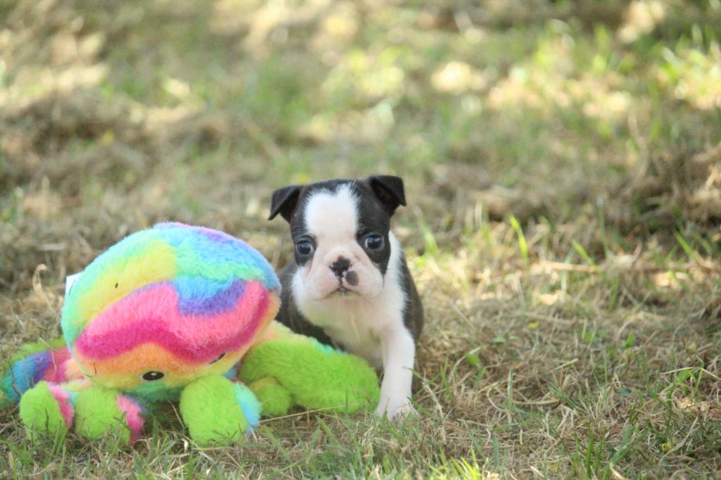 Good Choice's Select - Chiot disponible  - Boston Terrier