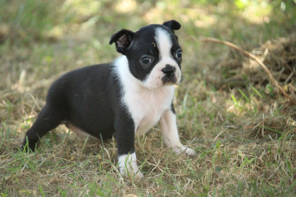 Good Choice's Select - Chiot disponible  - Boston Terrier