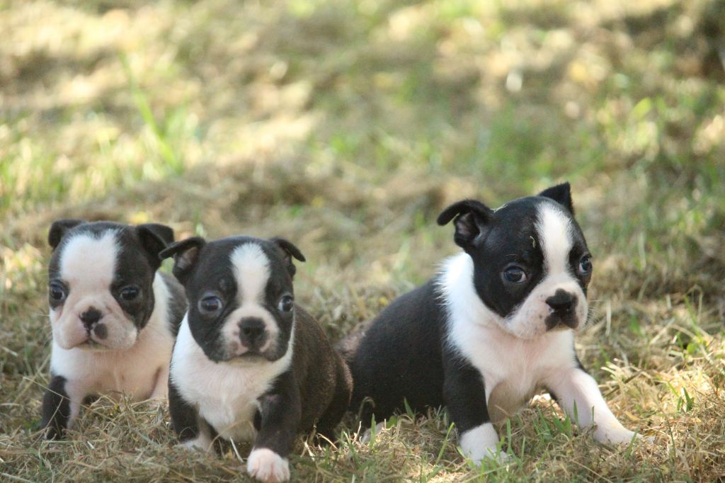 chiot Boston Terrier Good Choice's Select