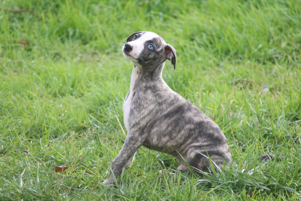 Good Choice's Select - Chiot disponible  - Whippet