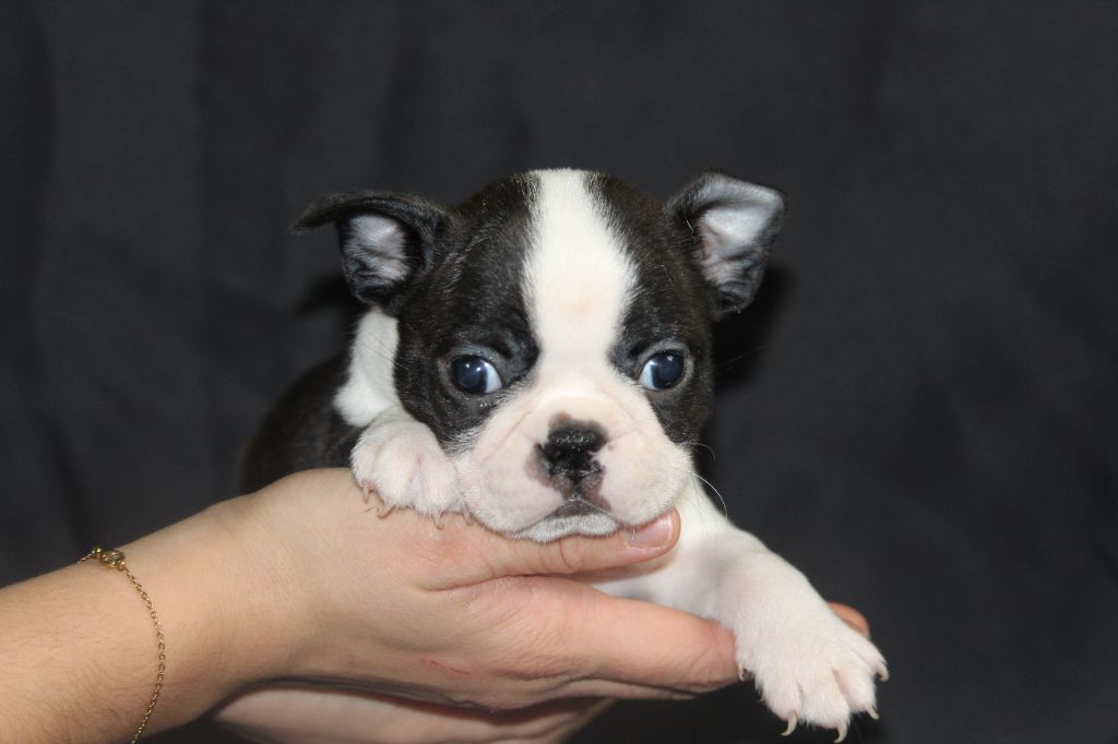 Good Choice's Select - Chiot disponible  - Boston Terrier