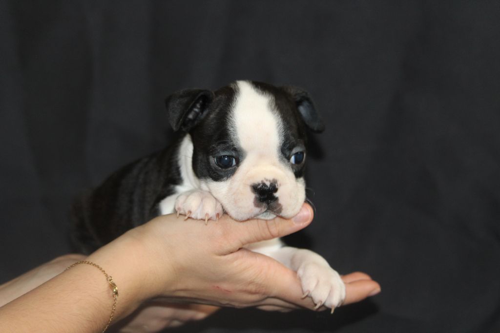 Good Choice's Select - Chiot disponible  - Boston Terrier