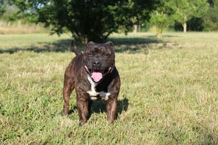 Staffy Smille Good choice