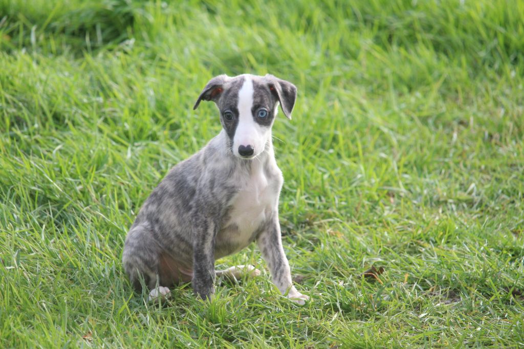 Good Choice's Select - Chiots disponibles - Whippet