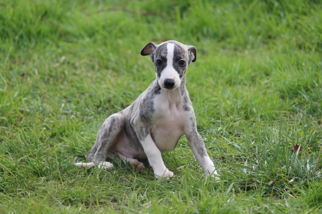 Good Choice's Select - Chiots disponibles - Whippet