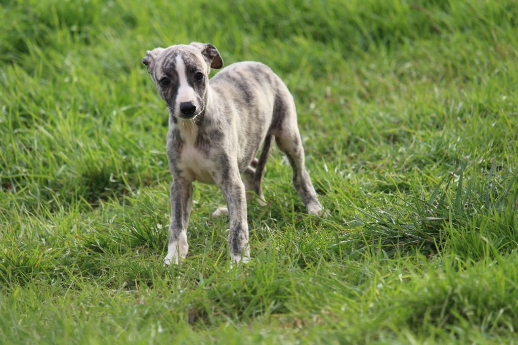 Good Choice's Select - Chiots disponibles - Whippet