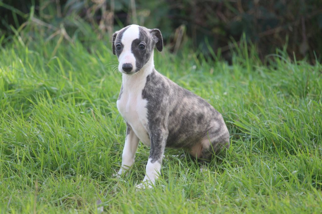 Good Choice's Select - Chiots disponibles - Whippet