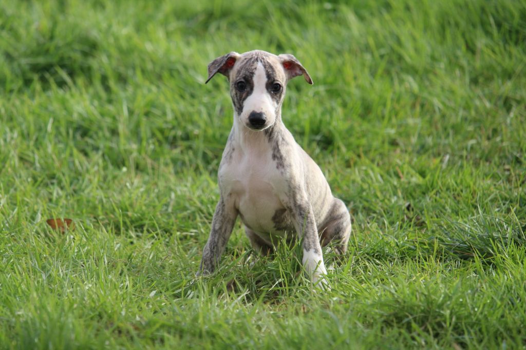 Good Choice's Select - Chiots disponibles - Whippet